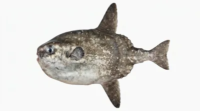 Ocean sunfish