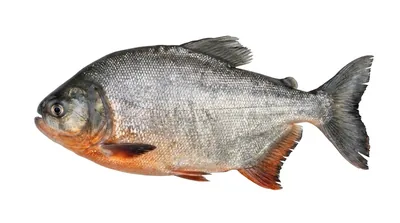 Piaractus brachypomus