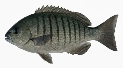 Black bream — Girella tricuspidata