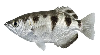 Banded archerfish
