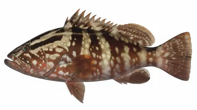 Nassau grouper