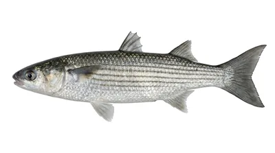 Thicklip grey mullet