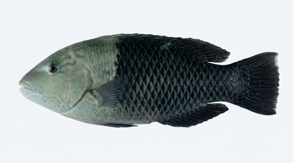 Blackeye thicklip — Hemigymnus melapterus