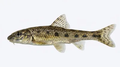 Gudgeon