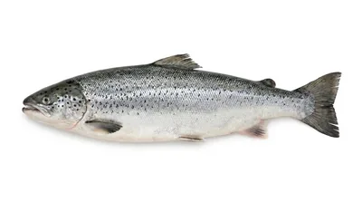 Atlantic salmon