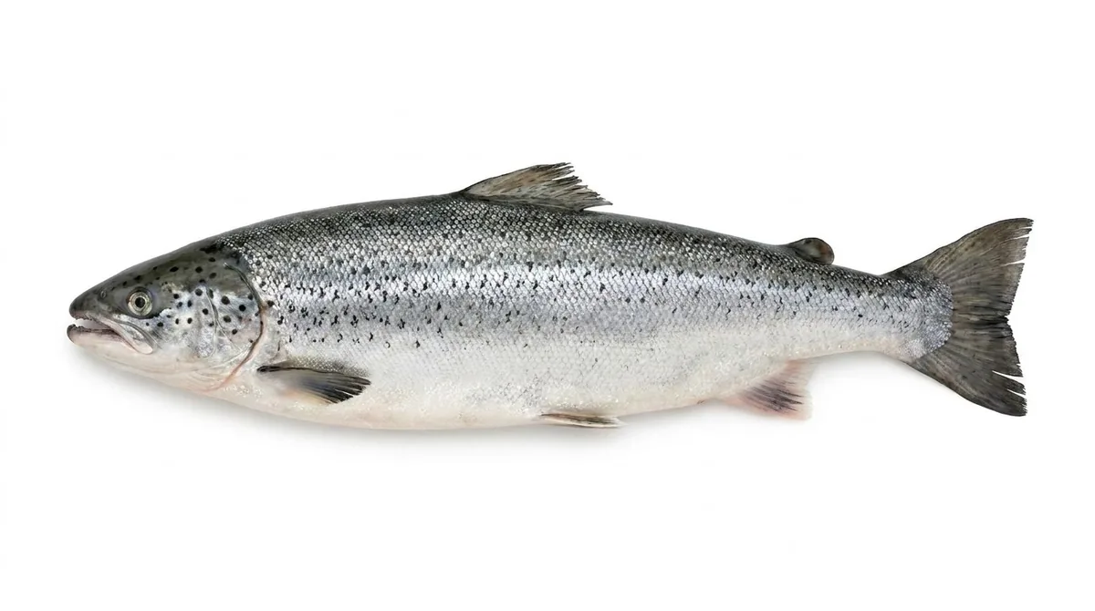 Atlantic salmon — Salmo salar