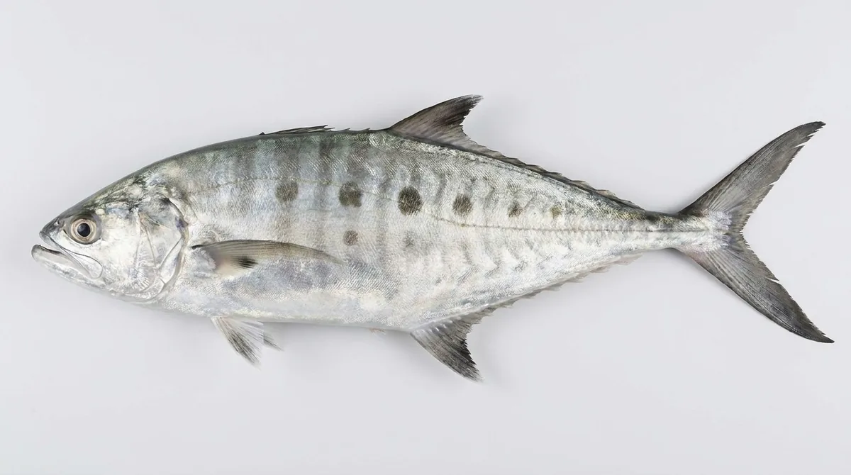 Talang queenfish — Scomberoides commersonnianus