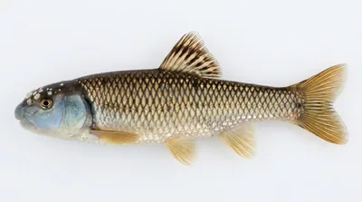 Bluehead chub