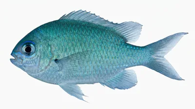 Blue-green damselfish