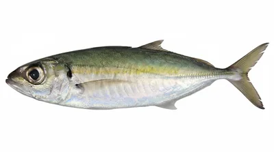 Bigeye scad