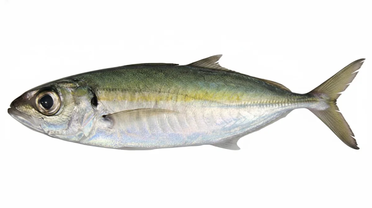 Bigeye scad — Selar crumenophthalmus