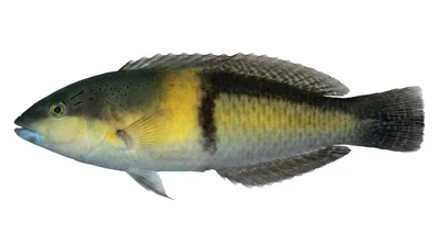 Yellowhead wrasse