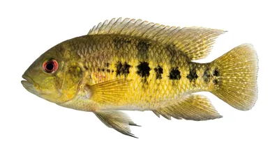 Spotted tilapia