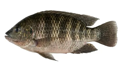 Redbreast tilapia