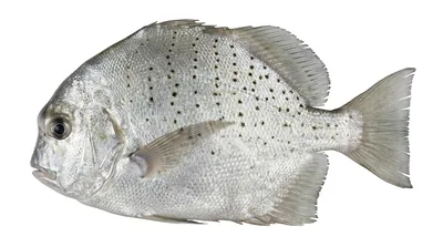 Spotted sicklefish — Drepane punctata
