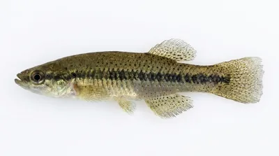 Blackspotted topminnow