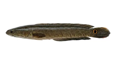 Goldline bullseye snakehead