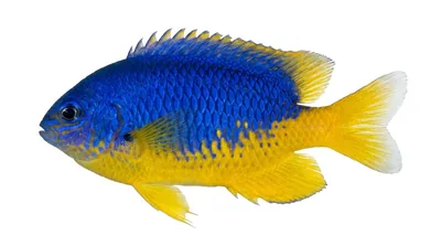 Goldbelly damselfish