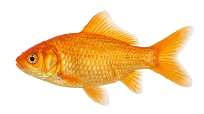 Goldfish