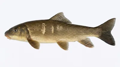 Largescale sucker