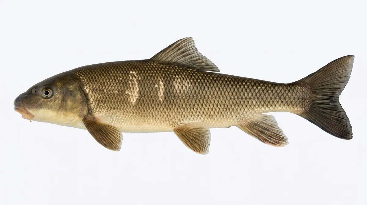 Largescale sucker — Catostomus macrocheilus
