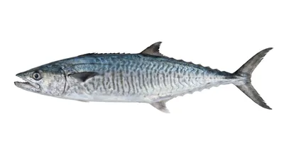 Narrow-barred Spanish mackerel