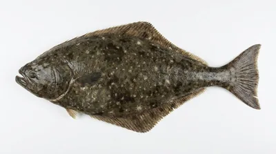 Pacific halibut