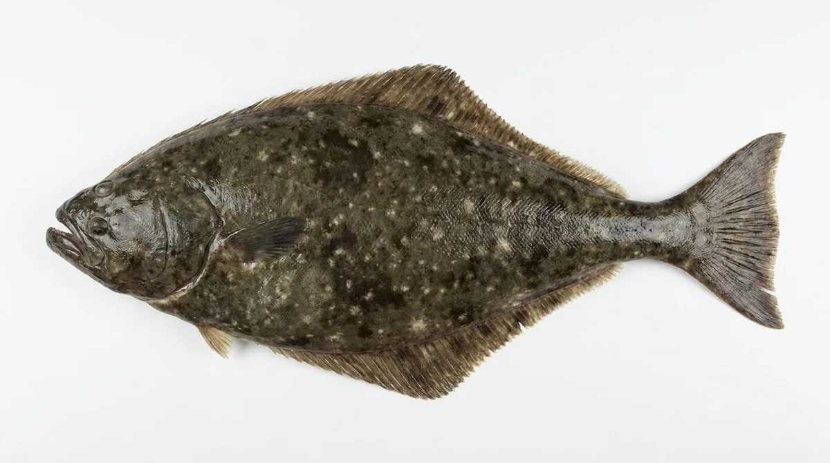 Pacific halibut — Hippoglossus stenolepis