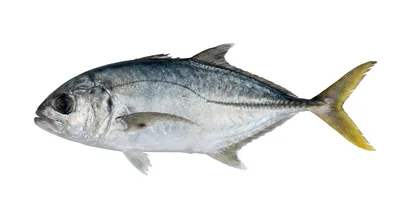 Horse-eye jack