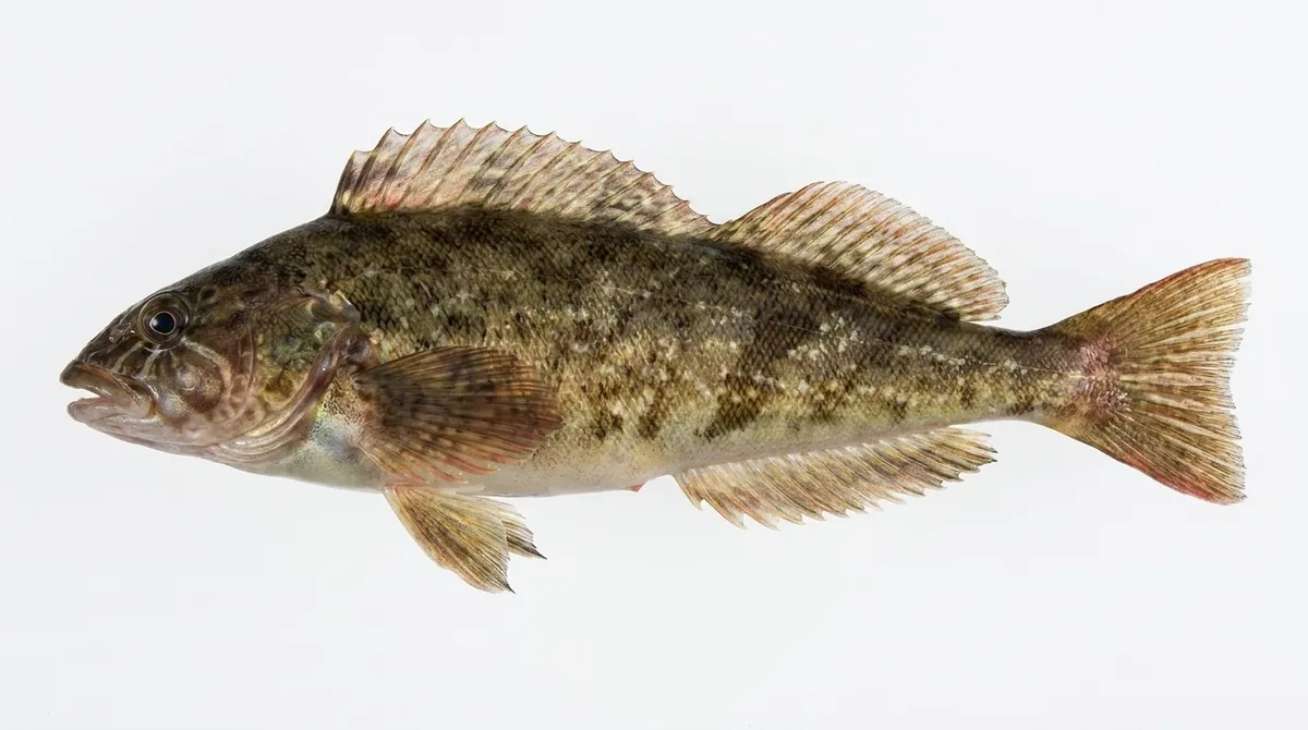 Whitespotted greenling — Hexagrammos stelleri