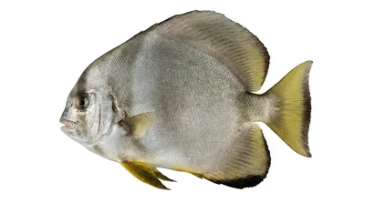 Platax boersii — Platax boersii
