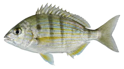 Pinfish