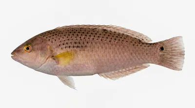 Rock wrasse