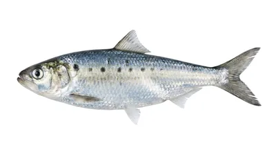 American shad