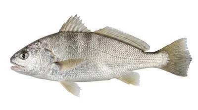 White croaker