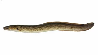 Short-finned eel