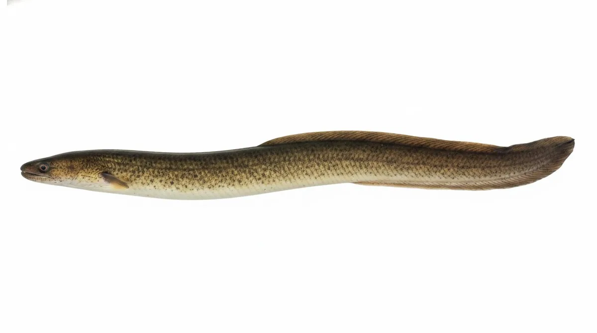 Short-finned eel — Anguilla australis