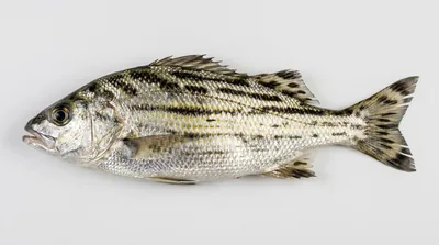 Jarbua terapon