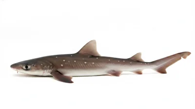 Spiny dogfish