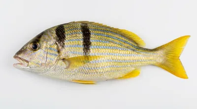 Porkfish