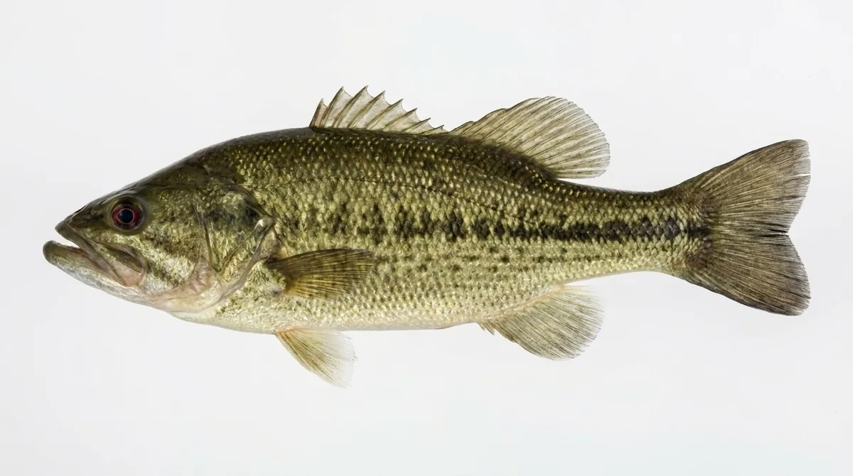 Suwannee bass — Micropterus notius