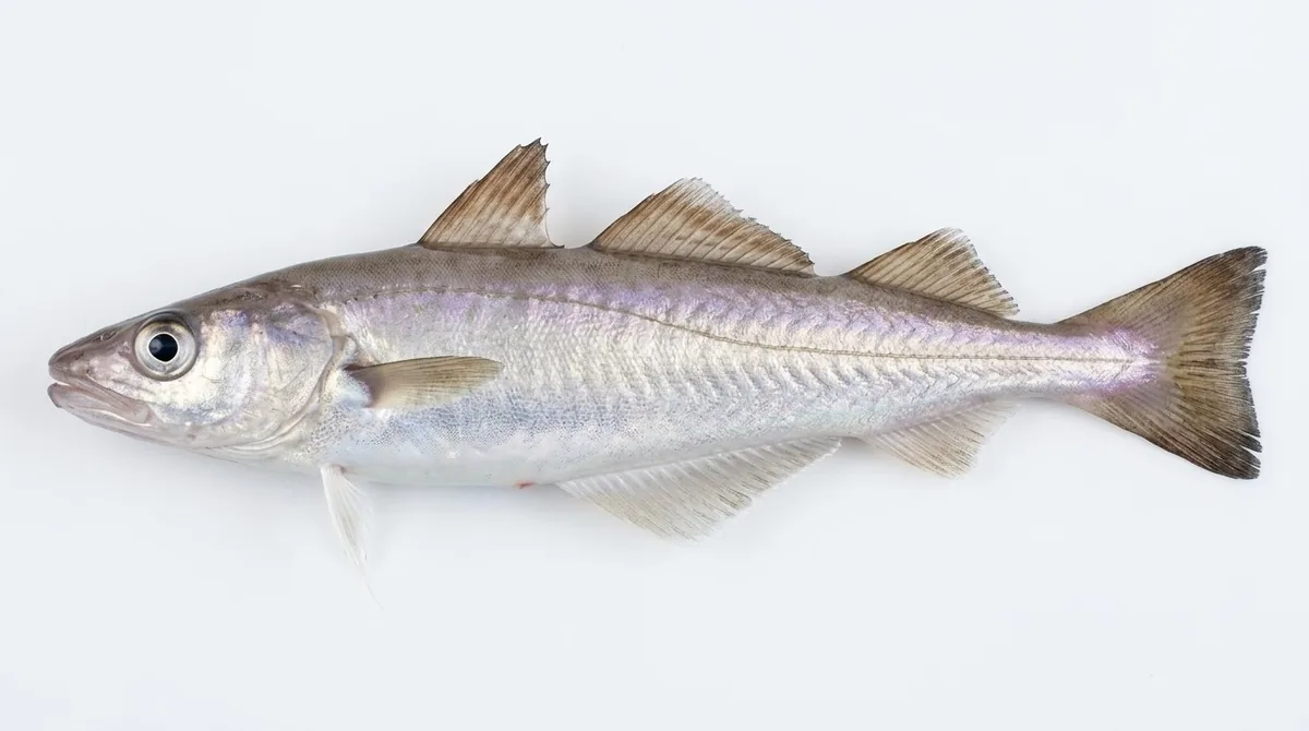 Whiting — Merlangius merlangus