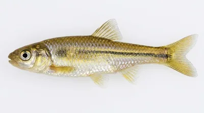 Brassy minnow