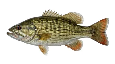 Redeye bass