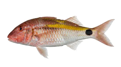 Indian goatfish