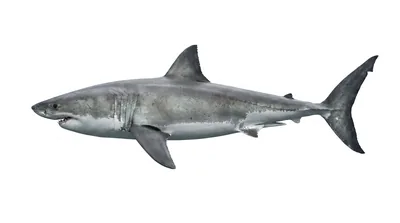Great white shark