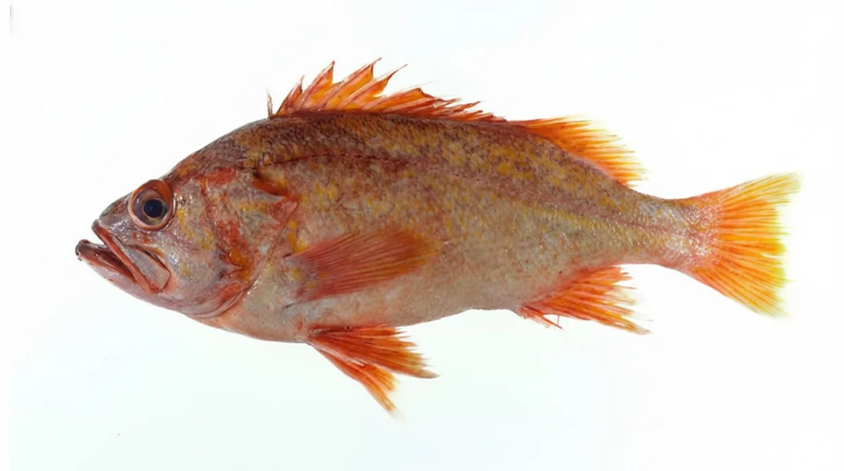 Canary rockfish — Sebastes pinniger