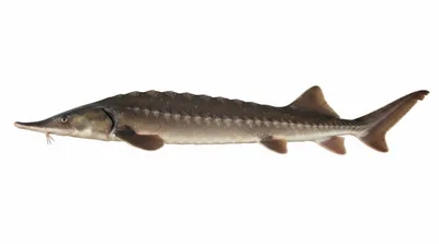 European sea sturgeon