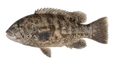 Tautog