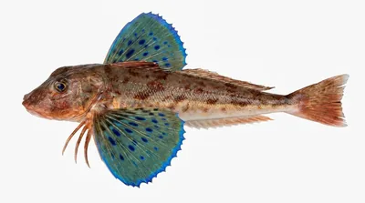 Tub gurnard